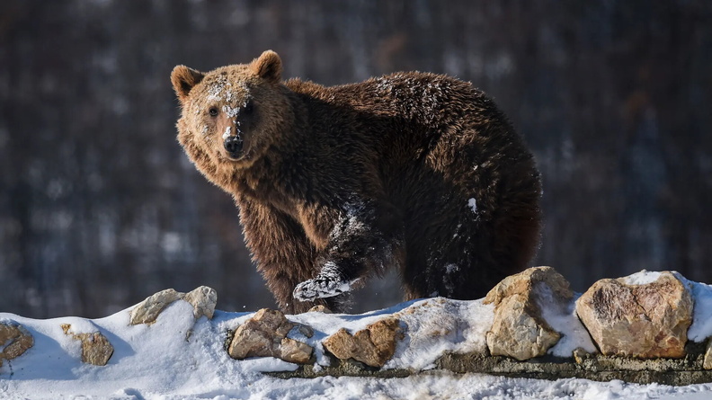 Brown Bear, Pristina Bear Sanctuary, Mramor, Kosovo